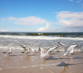 Group of seagulls ower sea