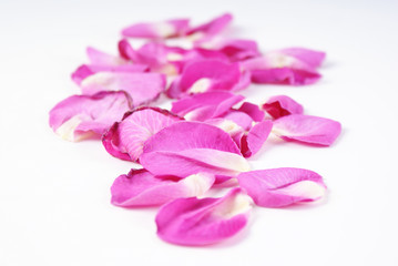 Artificial pink and white rose petals