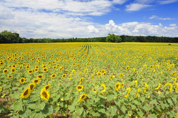 Sunflower field
