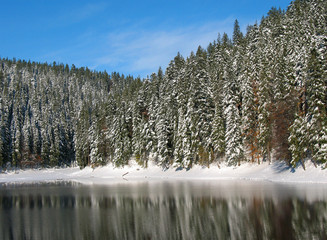 winter forest and lake