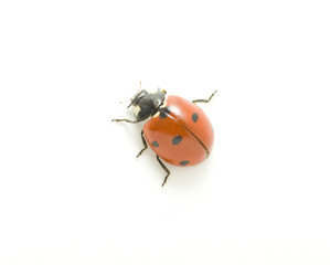 ladybug