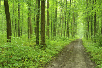 spring forest
