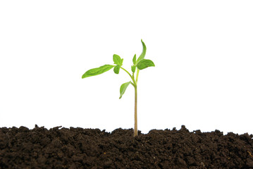 plant on white