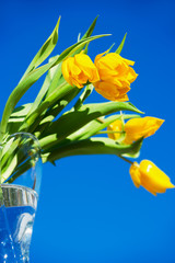 Fototapeta na wymiar Yellow tulips on blue sky background