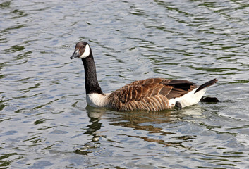 A Canada Goose Swimming on a Lake.