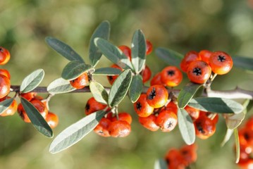 ladybird on a branch