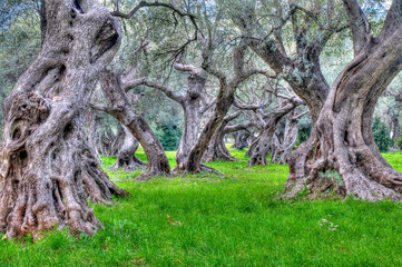 champ oliviers centenaire