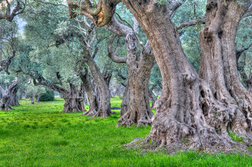 Fototapeta na wymiar Drzewa oliwne stuletnie