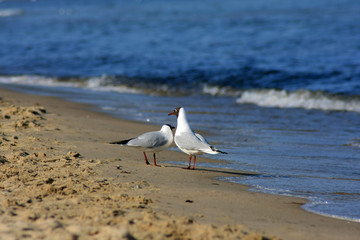 gull on the beach