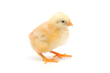 Small chicken