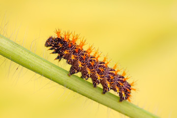 butterfly  larvae