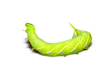 chanis bilin eata walker