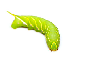 chanis bilin eata walker