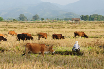 Lao, Muang Sing - rural scene