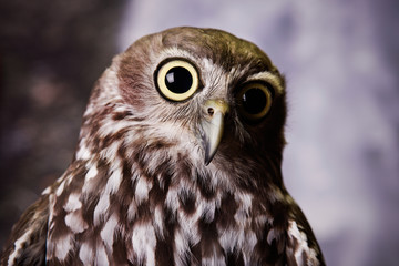 Wide Eyed Owl