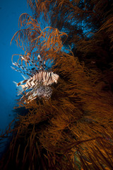 Lionfish and black branching coral in the Red Sea.