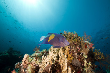 Fototapeta na wymiar Yellowbar angelfish and sun in the Red Sea.