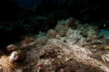Crocodilefish  in the Red Sea.