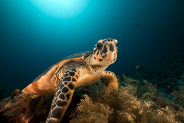 Obraz premium Hawksbill turtle in the Red Sea.