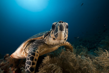 Hawksbill turtle in the Red Sea.