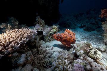 Naklejka na ściany i meble Smallscale scorpiofish in the Red Sea.