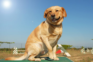 labrador sur terrain d'agility