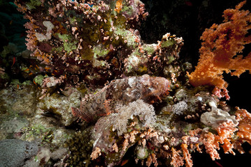 Fototapeta na wymiar Smallscale scorpiofish in the Red Sea.