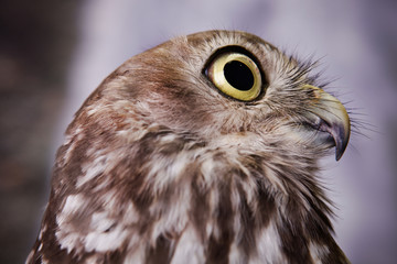 Distracted Owl