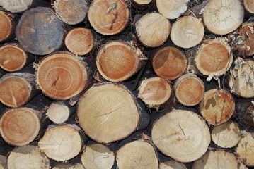 Baumst&auml;mme oben