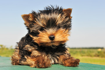 chiot yorkshire terrier