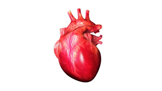pumpendes Herz isoliert
