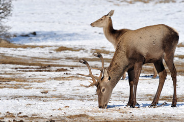 deer in winter
