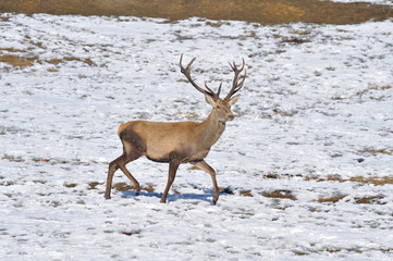 deer  in winter