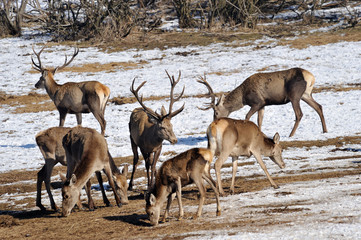 deer eat