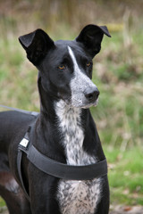 Eleganter Podenco-Mischlingshund