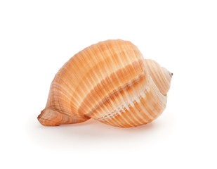 seashell on white background