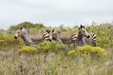 Fototapeta premium Zebra