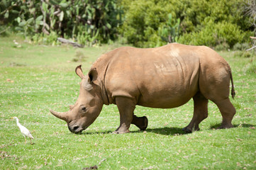 Obraz premium rhino and egret