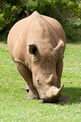 Obraz premium Rhinocerous