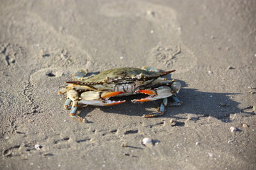 Blue crab