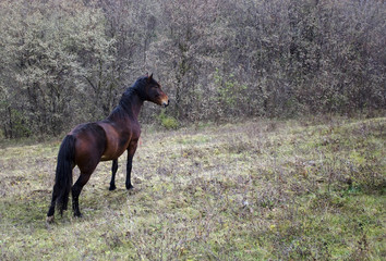 A horse standing in a field