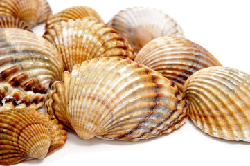 seashells