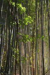 Sunlight Shining Through Bamboo