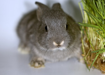 Gray rabbit with green grass for dinner