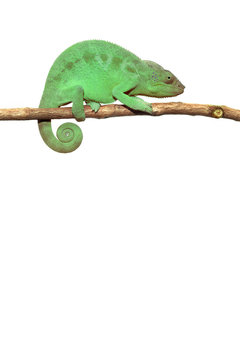 caméléon