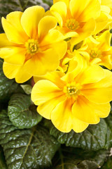 Obraz na płótnie Canvas wiosenne kwiaty