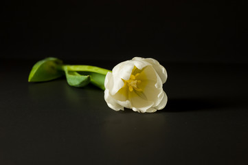 Naklejka na ściany i meble tulipano coricato