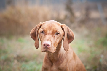 Hungarian Vizsla Dog Close-up