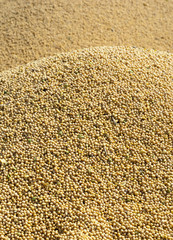 Soybean