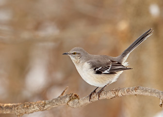 Fototapeta premium Northern Mockingbird, Mimus polyglottos